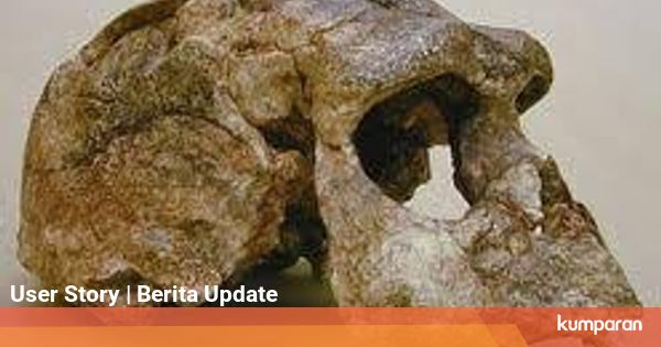  Pithecanthropus Erectus dan Manusia Purba Lain yang Ada di Indonesia Illustration 